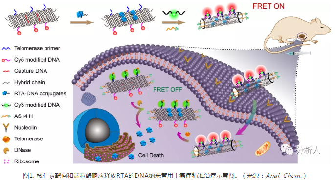 小结与利用单一靶向作用提高药物疗效的治疗方式相比,作者利用端粒酶