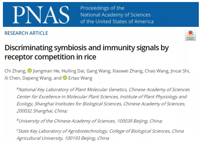 pnas中科院王二涛团队揭示受体竞争可以区分水稻的共生和免疫信号