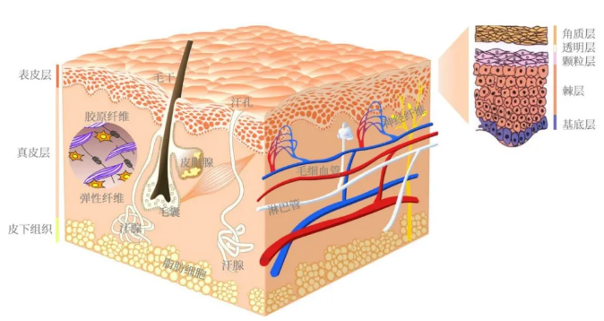 而表皮层又有可细化分为角质层,透明层,颗粒层,棘层和基底层,不同的