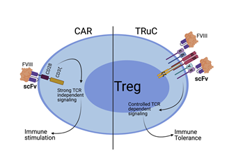 文献解读 | 运用car或truc重定向的调节性t细胞辅助血友病治疗