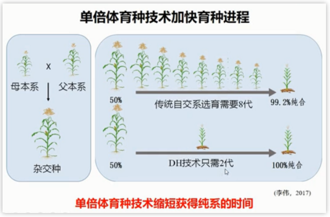 单倍体育种图示图片