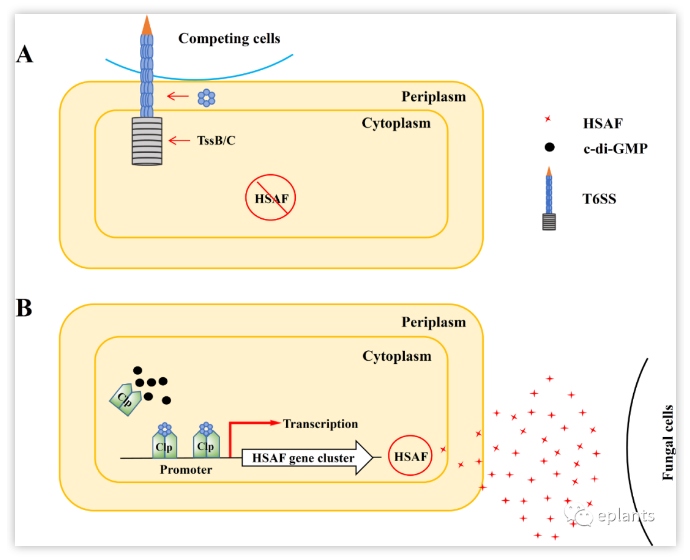 Plos Pathogens 南农钱国良教授揭示在土壤细菌中生产接触依赖型和非接触型武器的内在协调的机制 Eplants 科易网技术创新