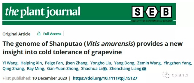 plantj植物所梁振昌李少华教授合作获得耐寒山葡萄的高质量基因组系列