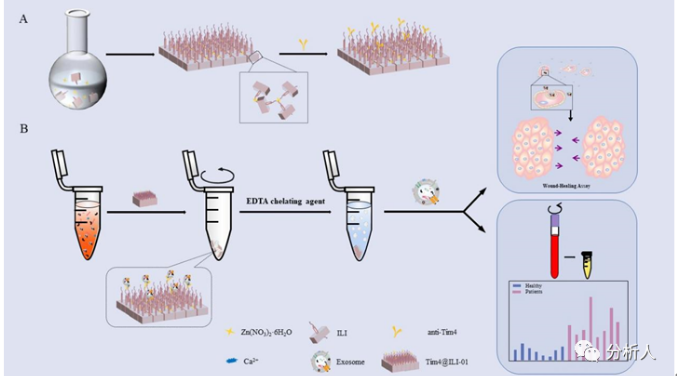图1 tim4@ili-01免疫亲和材料制备及其用于外泌体分离和下游分析