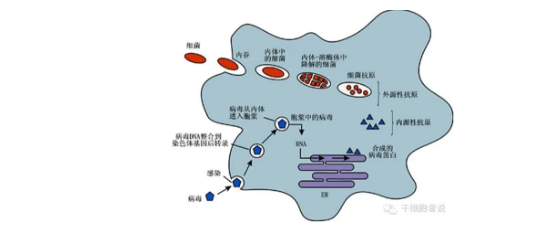 巨噬细胞结构图图片