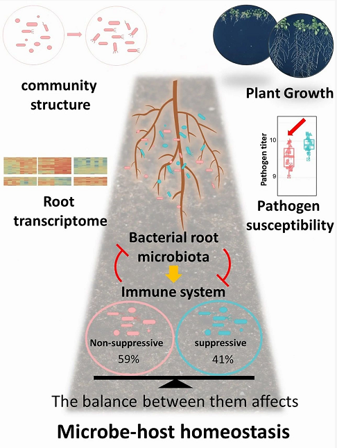 natureplants德國馬普植物育種所研究揭示植物先天免疫協調微生物宿主