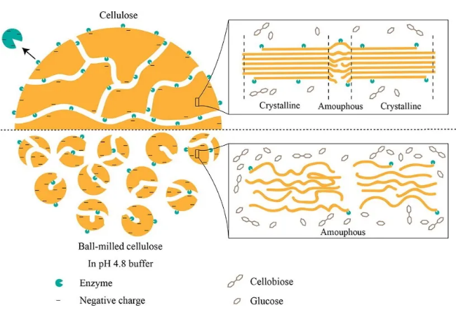 球磨纤维素对纤维素酶吸附和水解的影响由于生物质细胞壁微观结构的
