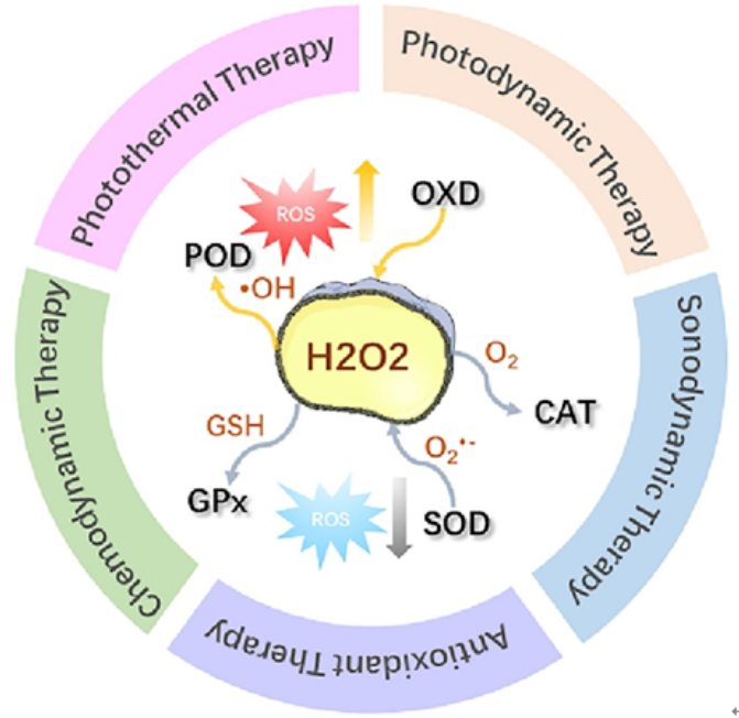 chinese chemical letters:纳米酶在调控活性氧和疾病治疗方面的应用