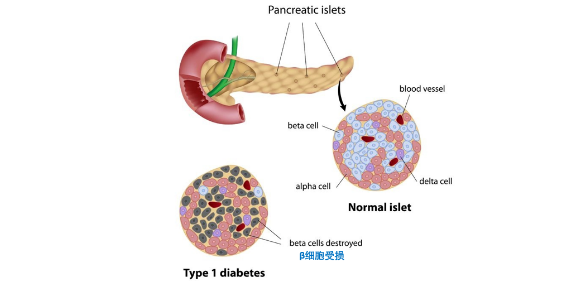 胰岛细胞结构图图片