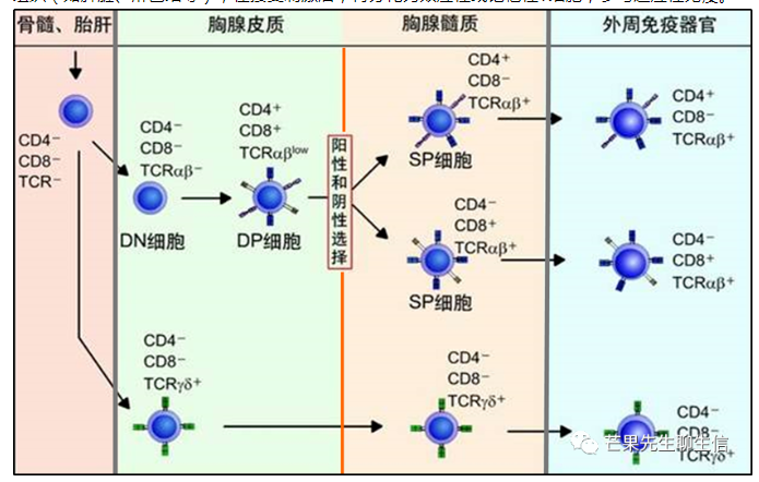 收藏贴:t细胞亚群分类图谱