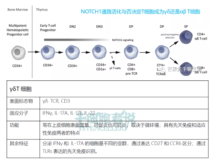 收藏贴:t细胞亚群分类图谱