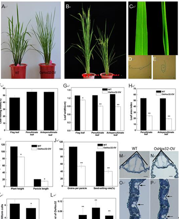 oshox32在促进水稻叶片形态建成方面的应用